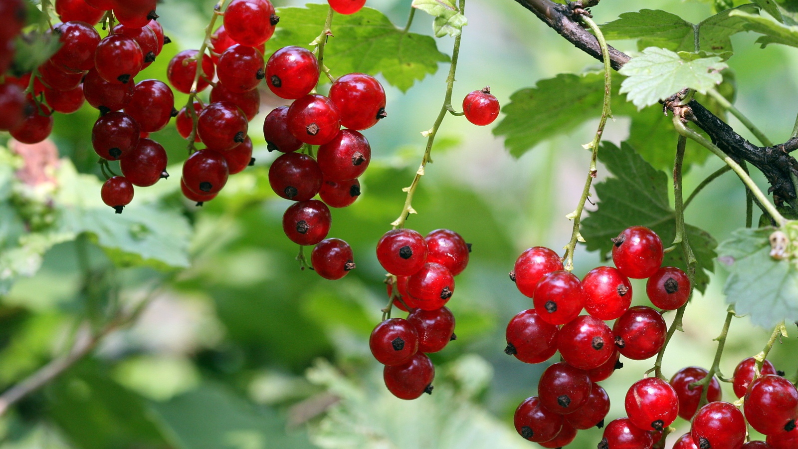 Красная смородина на ветке крупным планом