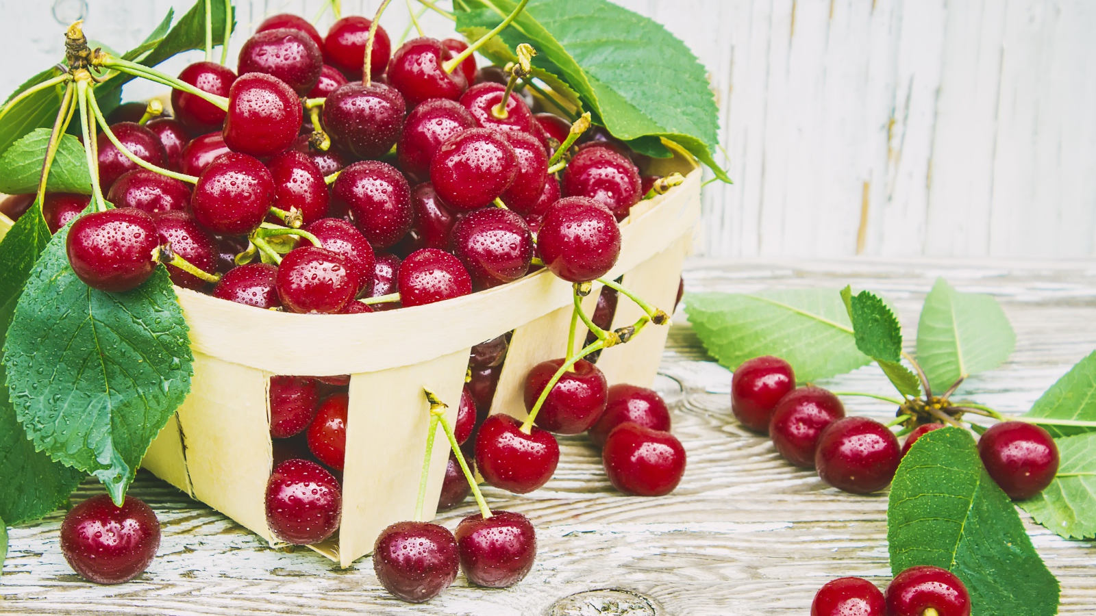 Спелые красные вишни в корзинке на столе
