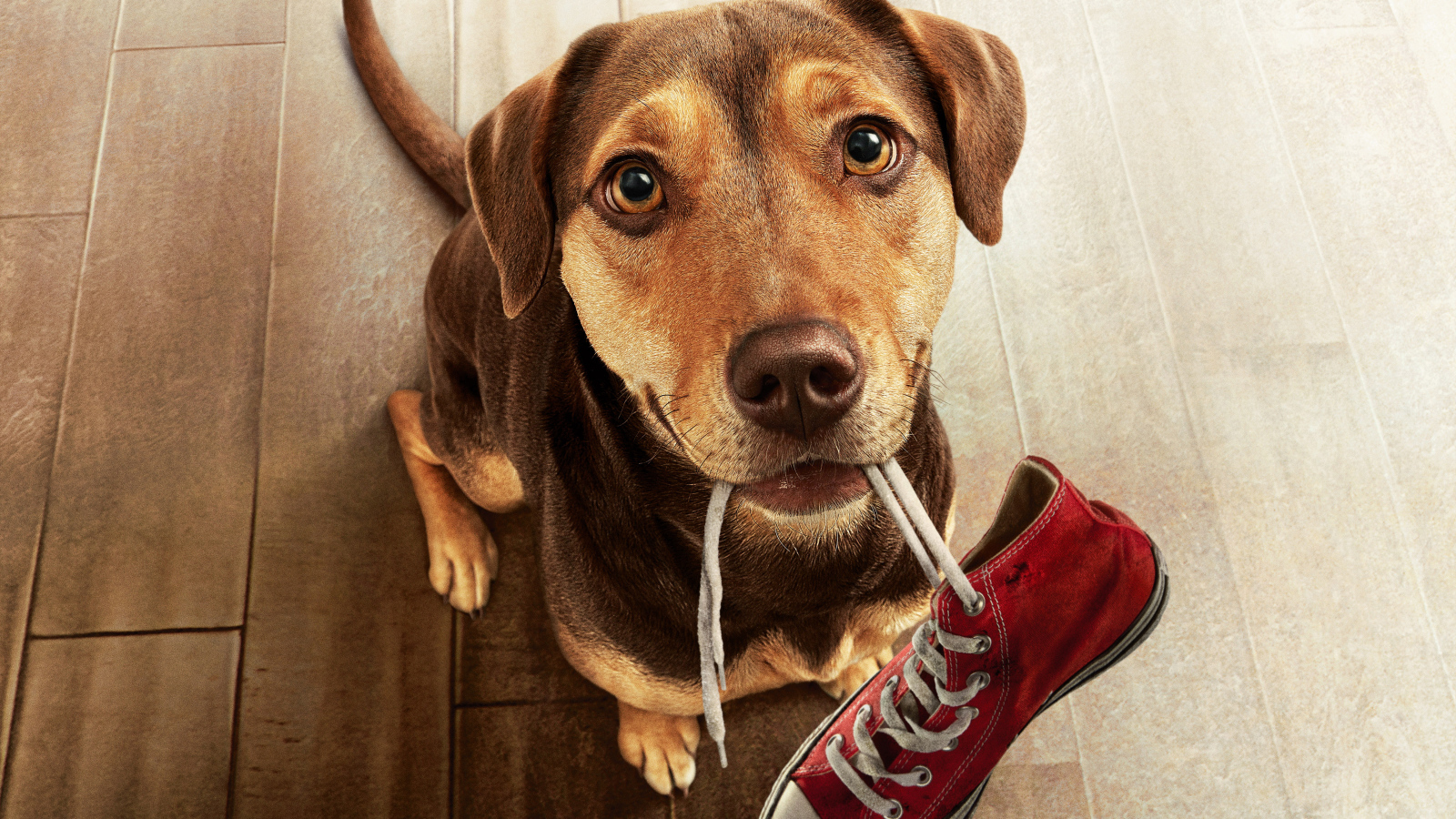 Dog with a sneaker in the mouth of the movie The Way Home, 2019