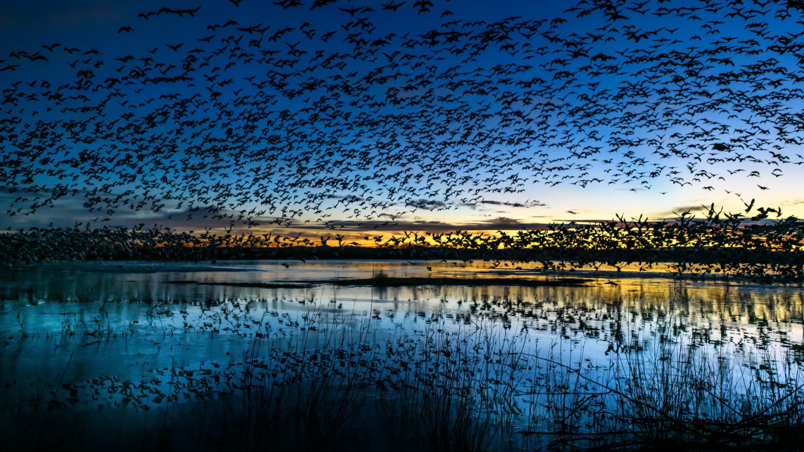 Стая птиц пролетает над прудом в сумерках