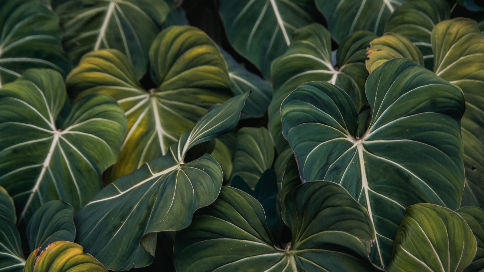 Большие зеленые листья растения крупным планом