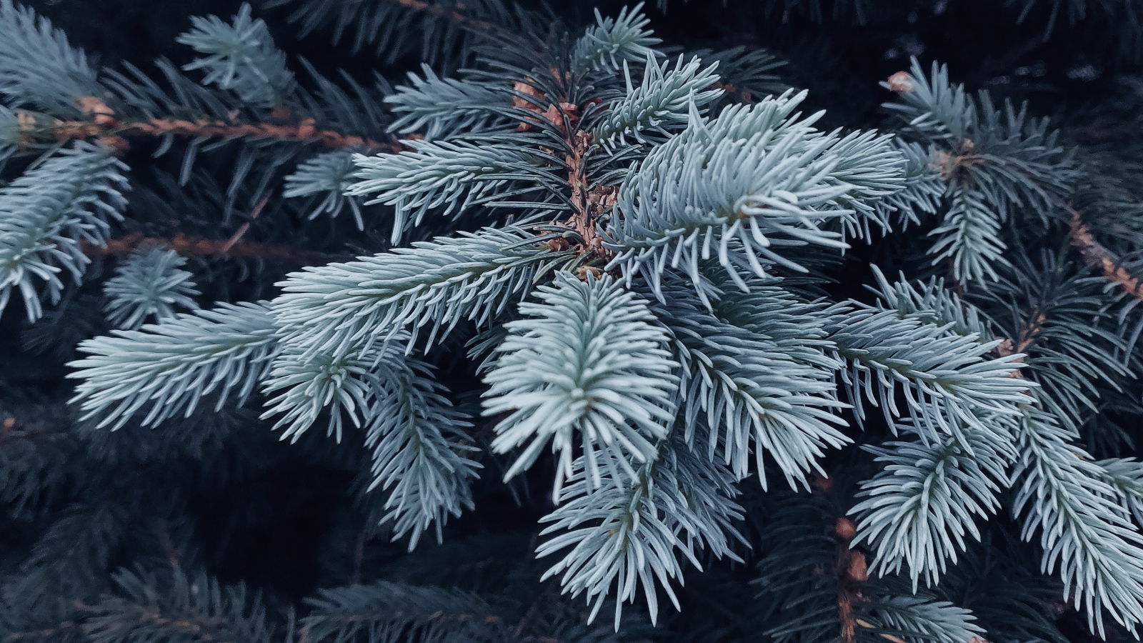 Blue spruce branch close up