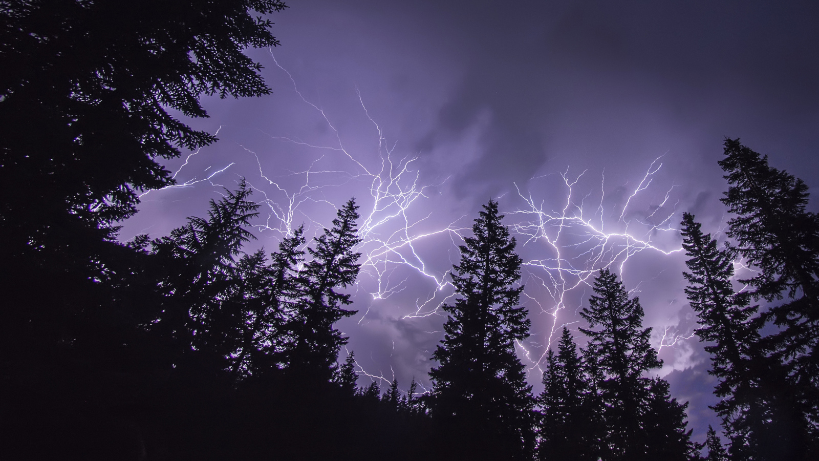 Яркие молнии над сосновым лесом