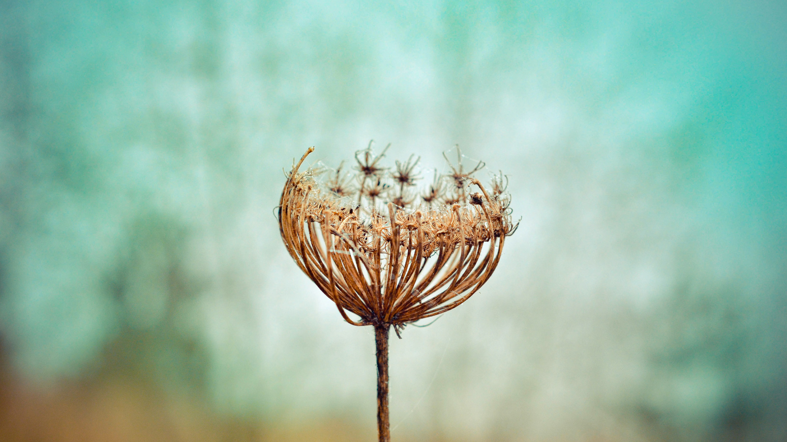 Зонтик высохшего растения крупным планом