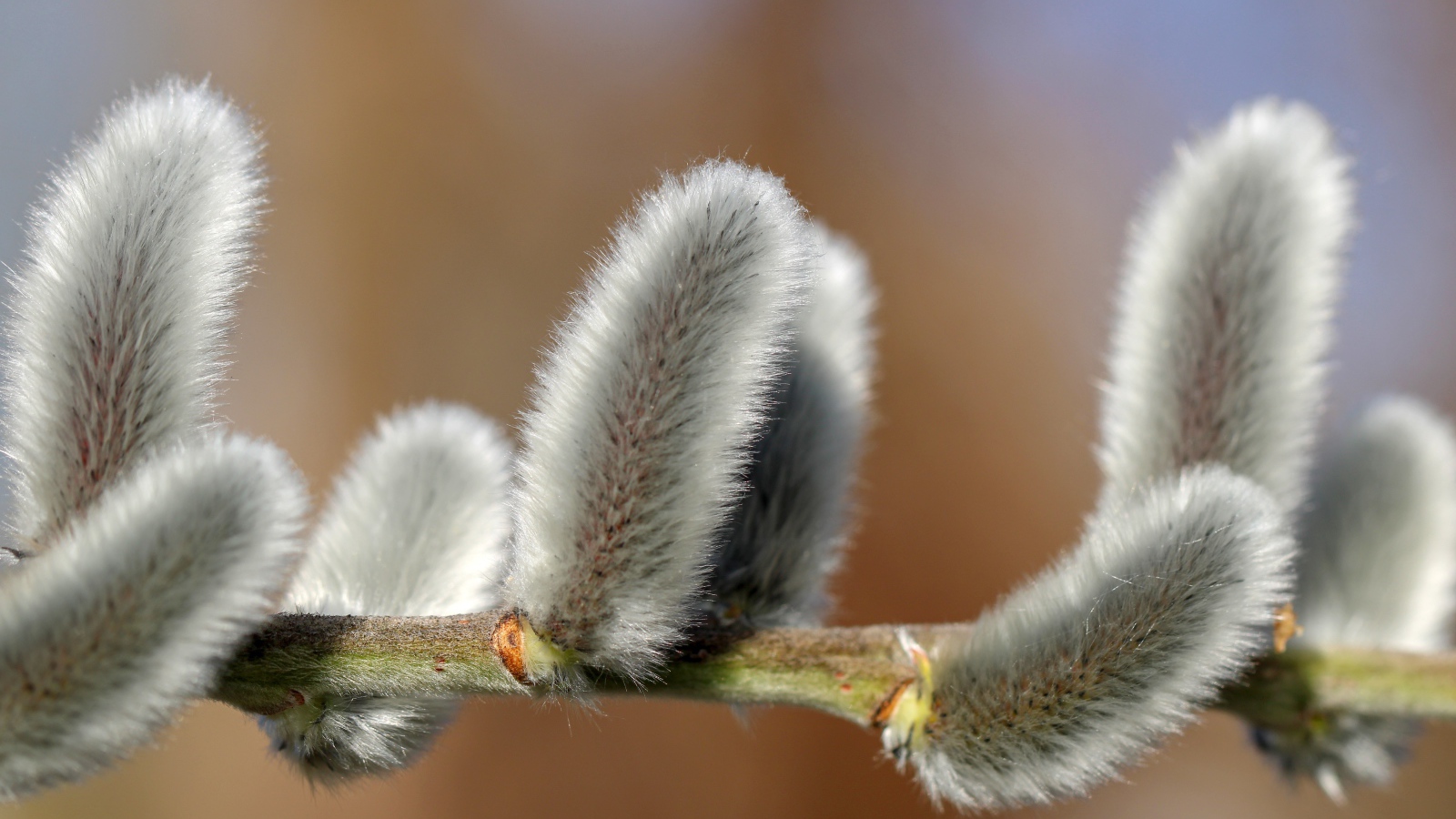 Пушистая ветка вербы