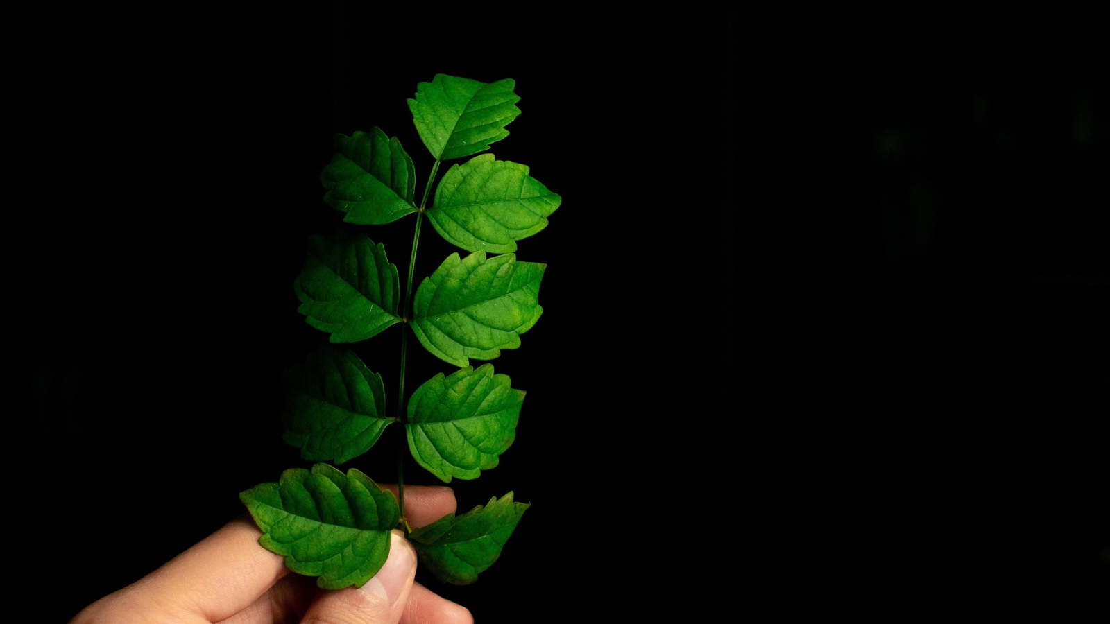 Зеленый лист в руке на черном фоне