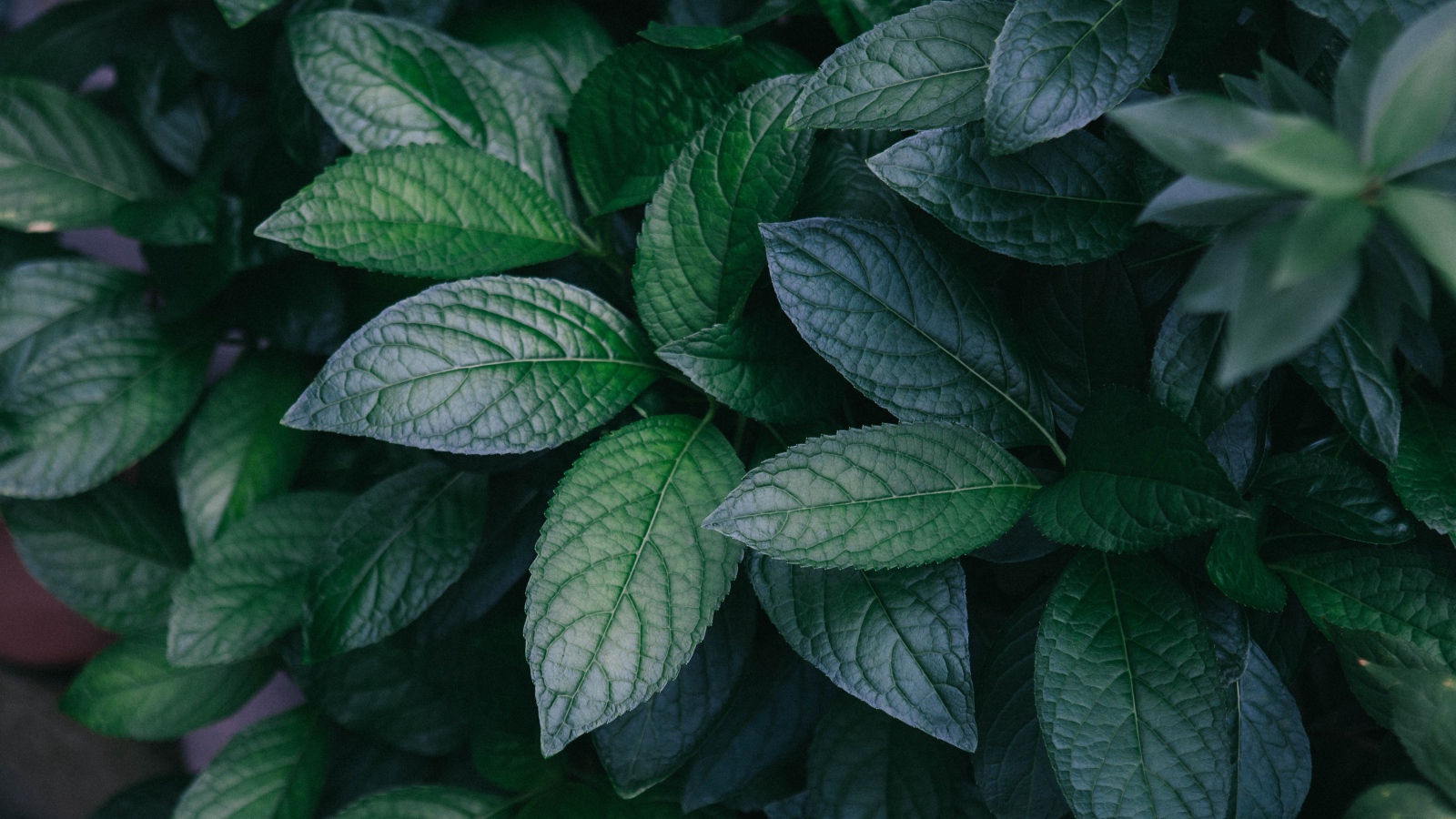 Зеленые листья куста крупным планом