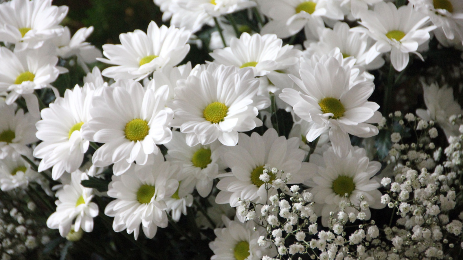 Букет белых хризантем с цветами гипсофилы