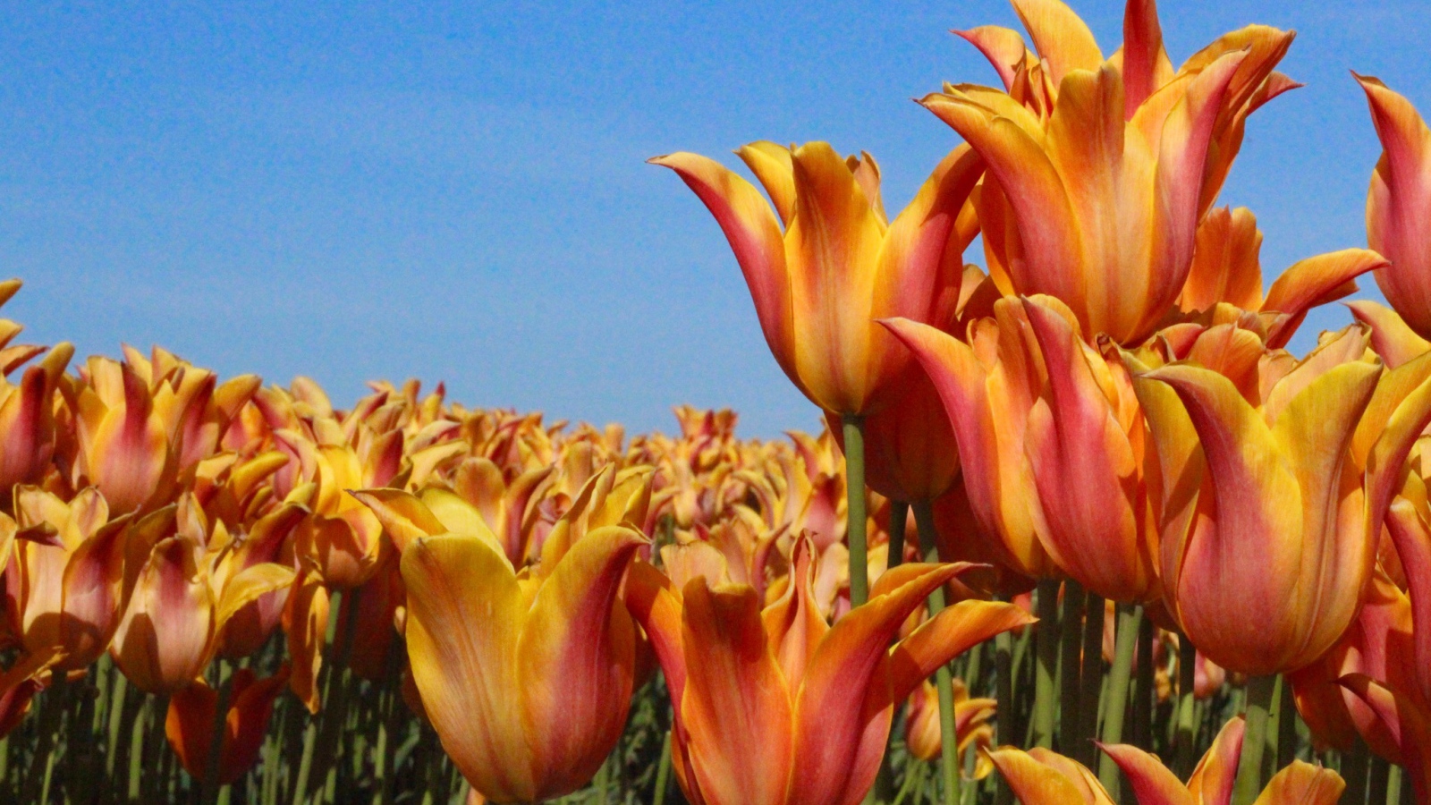 Много оранжевых тюльпанов на фоне голубого неба