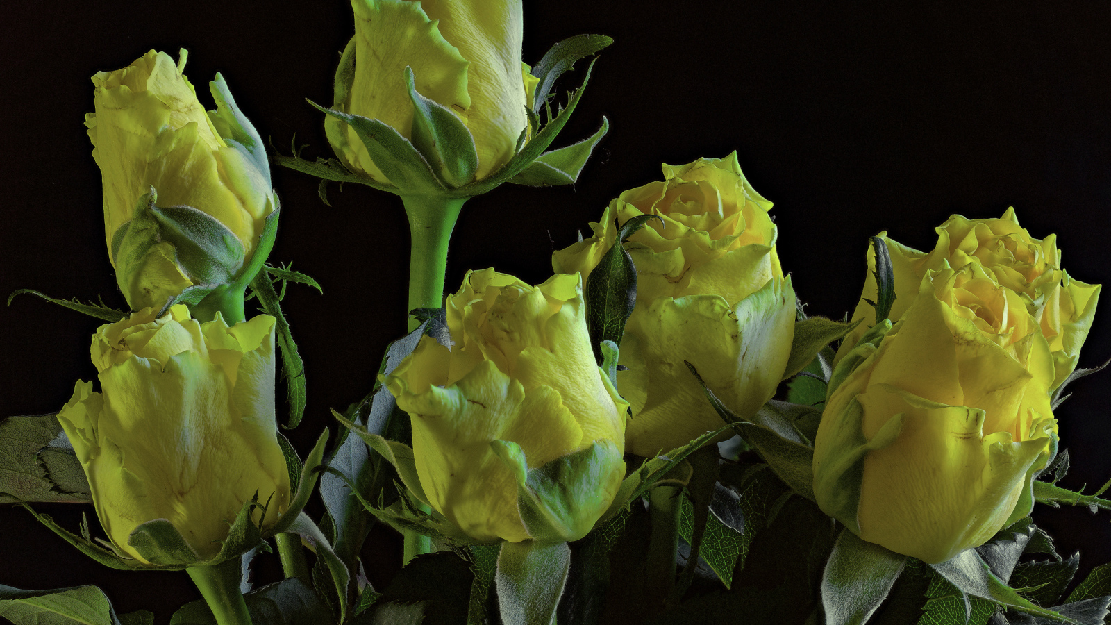 Много желтых роз на черном фоне крупным планом