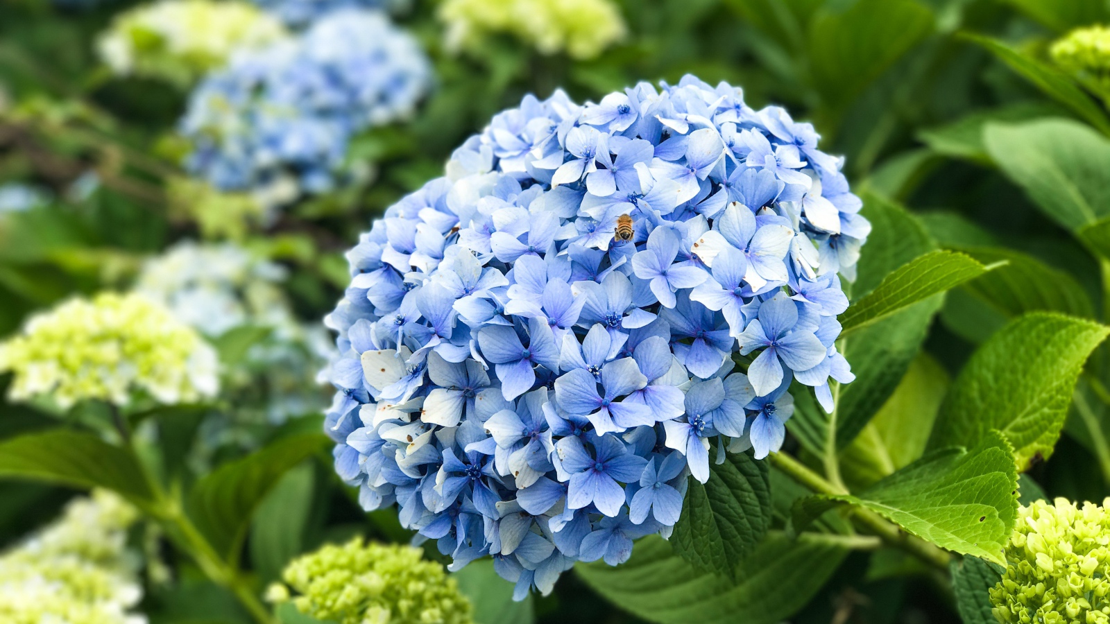 Красивый голубой цветок гортензии на клумбе 