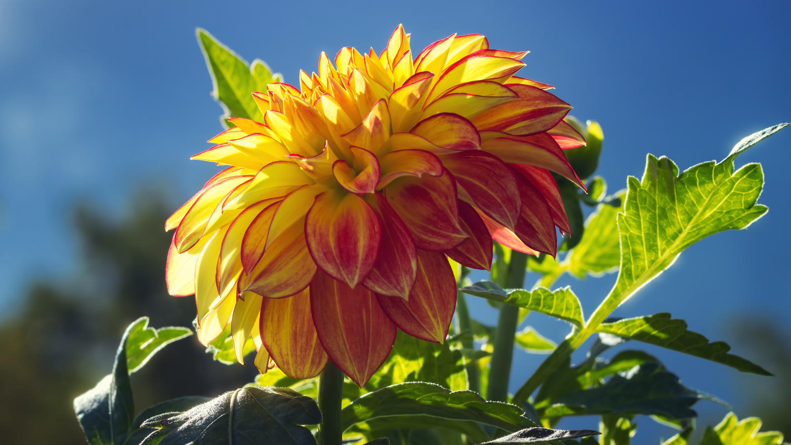 Красивая яркая оранжевая георгина в лучах солнца 