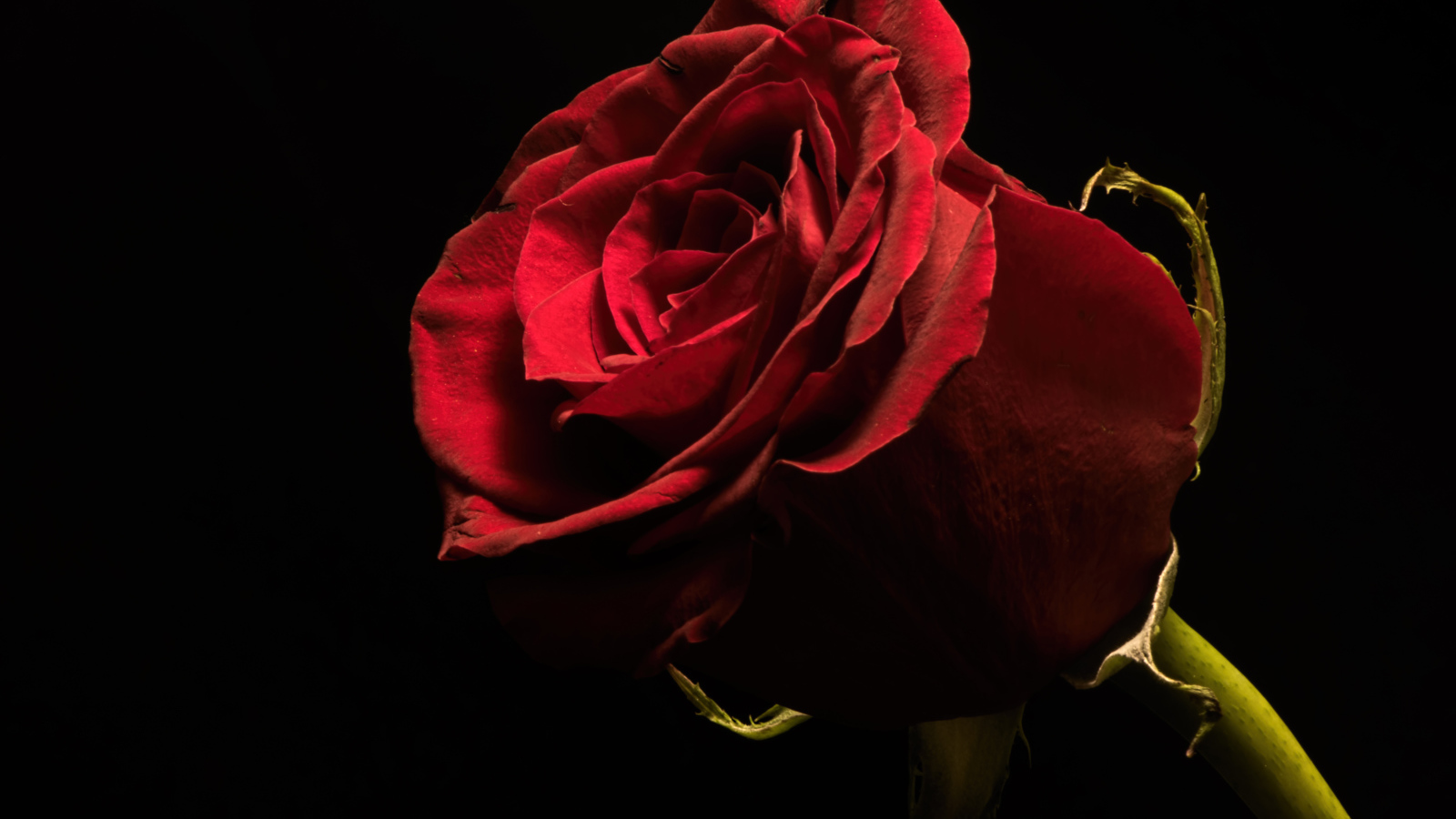 Красивая бордовая английская роза на черном фоне