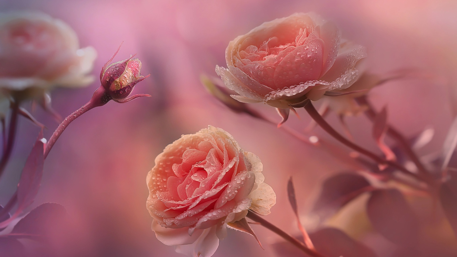 Красивые нежные розы с бутонами в каплях росы