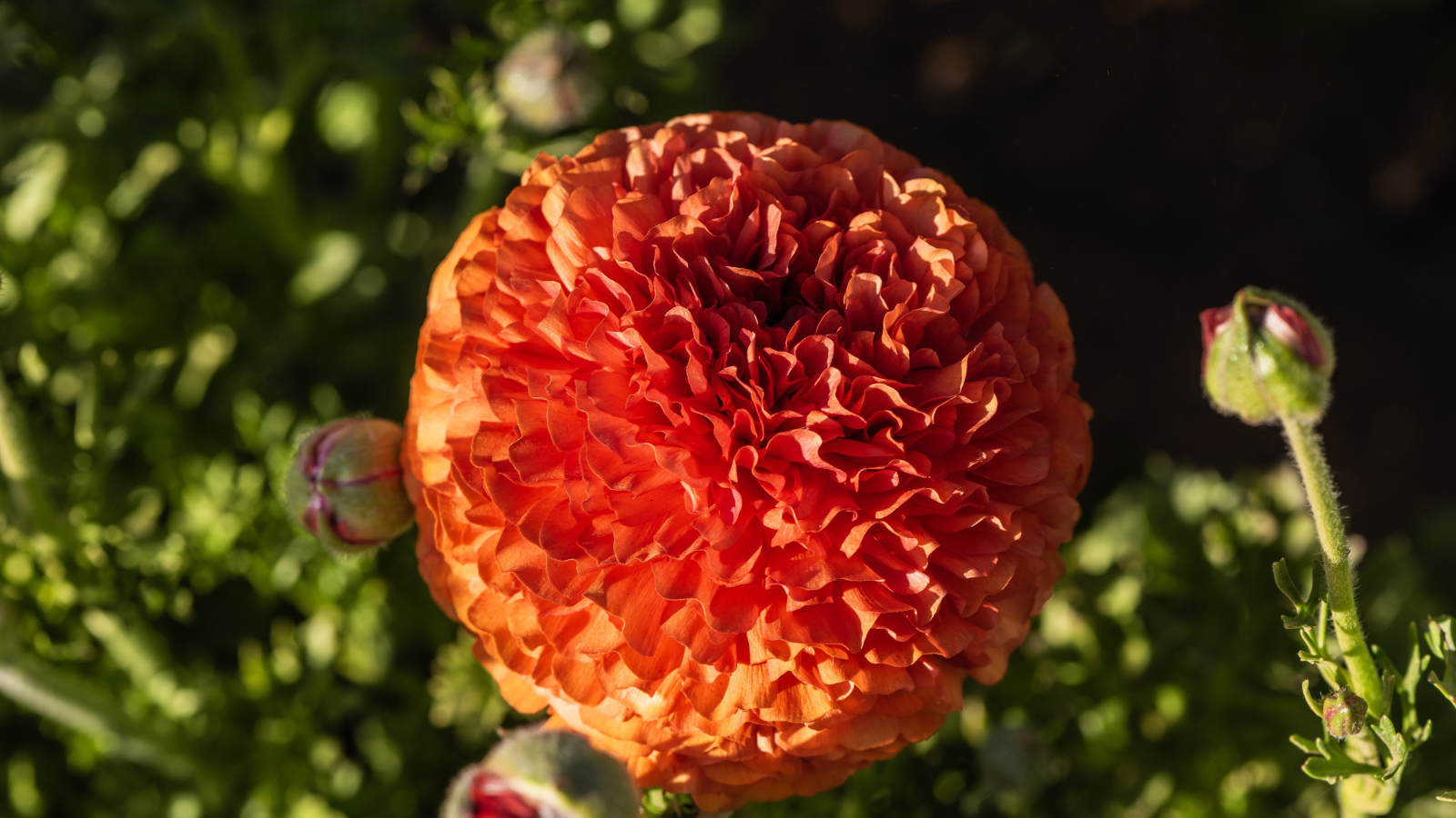 Красивый оранжевый лютик с бутонами крупным планом