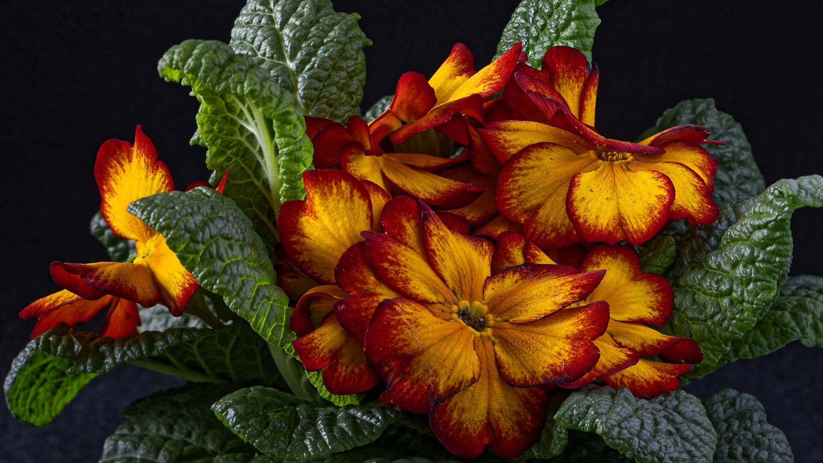 Красивый оранжевый комнатный цветок примула крупным планом