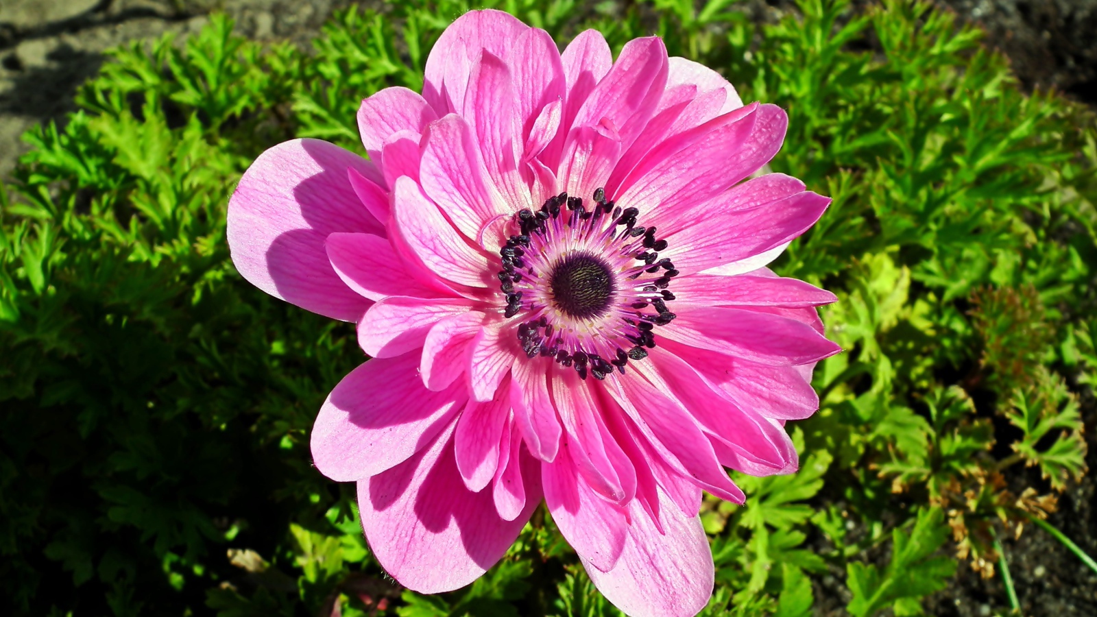 Красивый розовый цветок анемона крупным планом