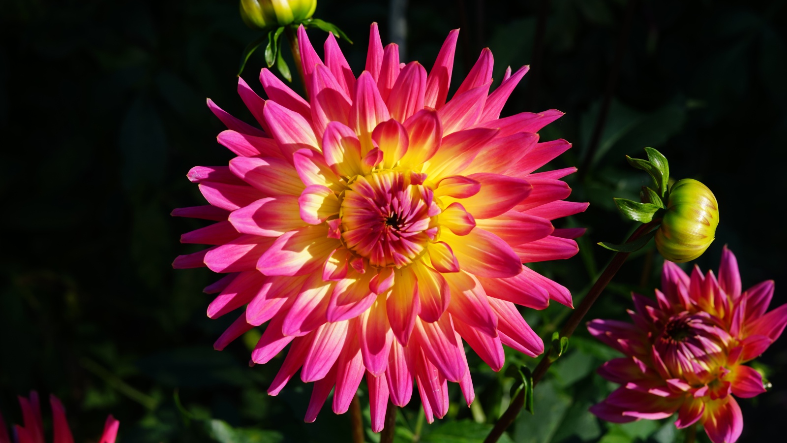 Красивая розовая георгина с желтой серединой с бутонами