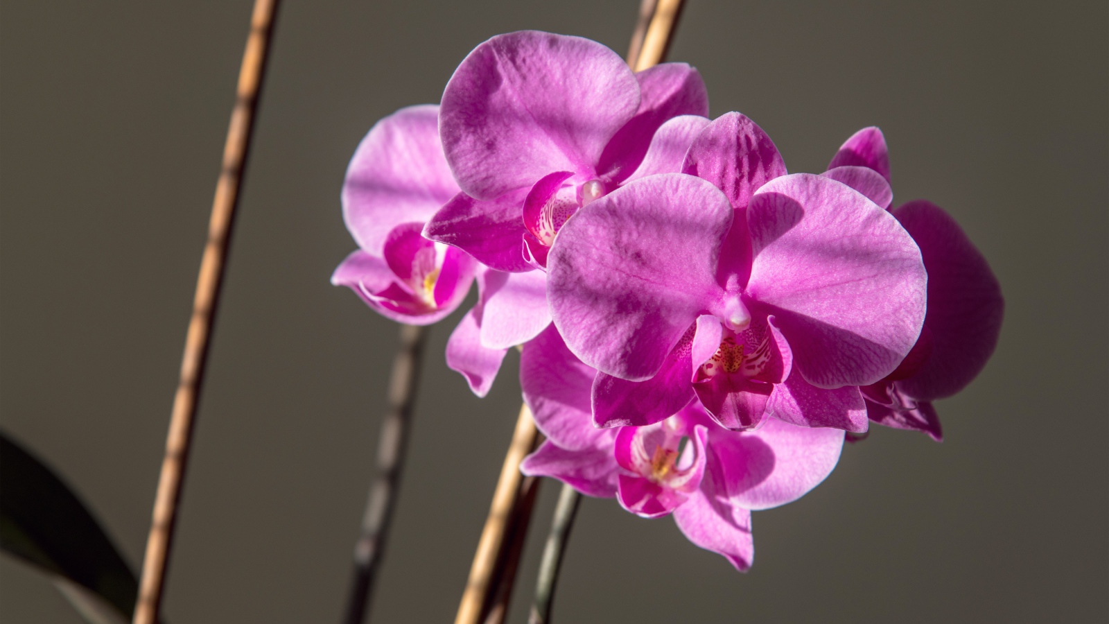 Красивые розовые цветы орхидеи на сером фоне