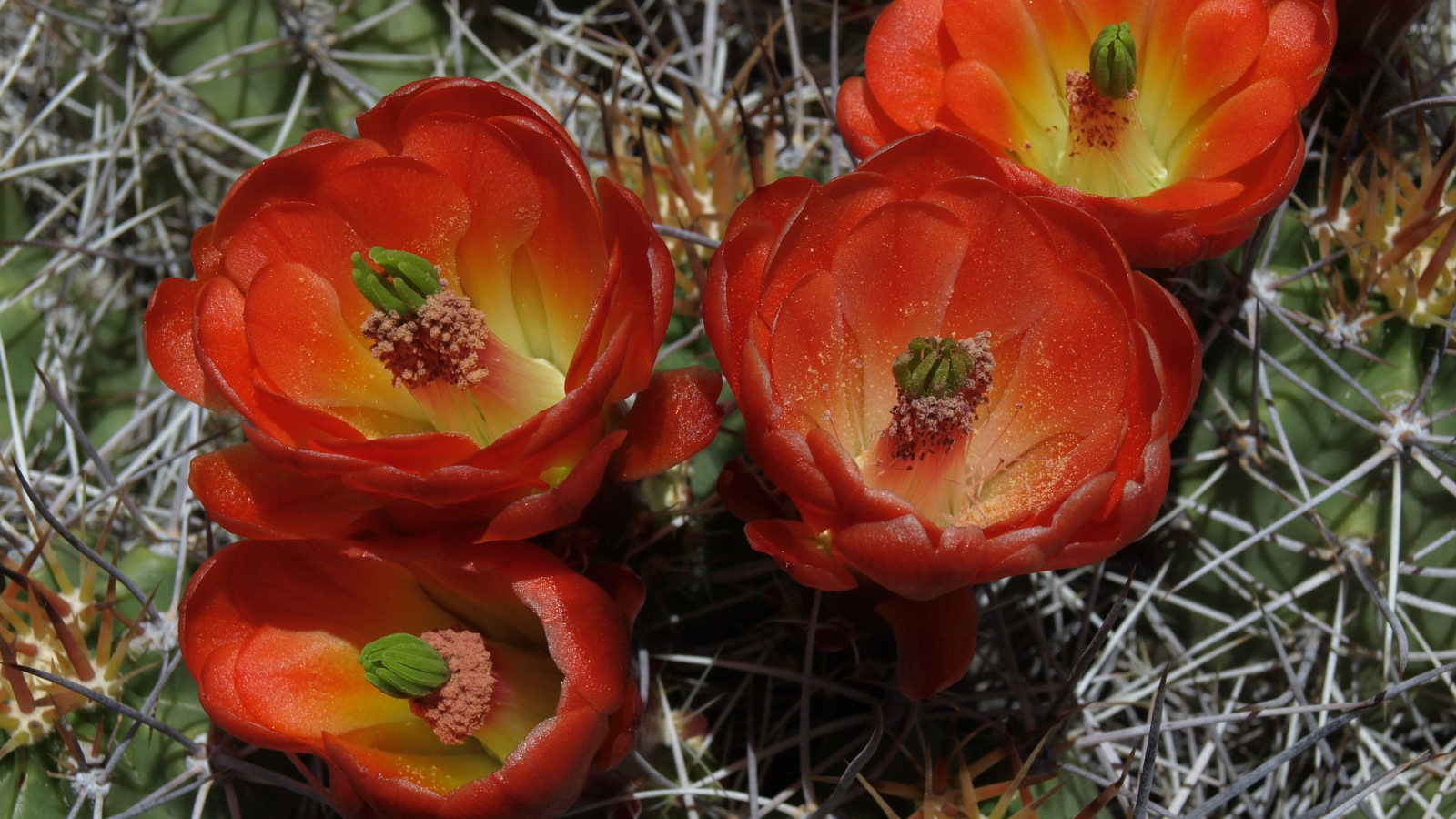 Красивые красные цветы колючего кактуса крупным планом