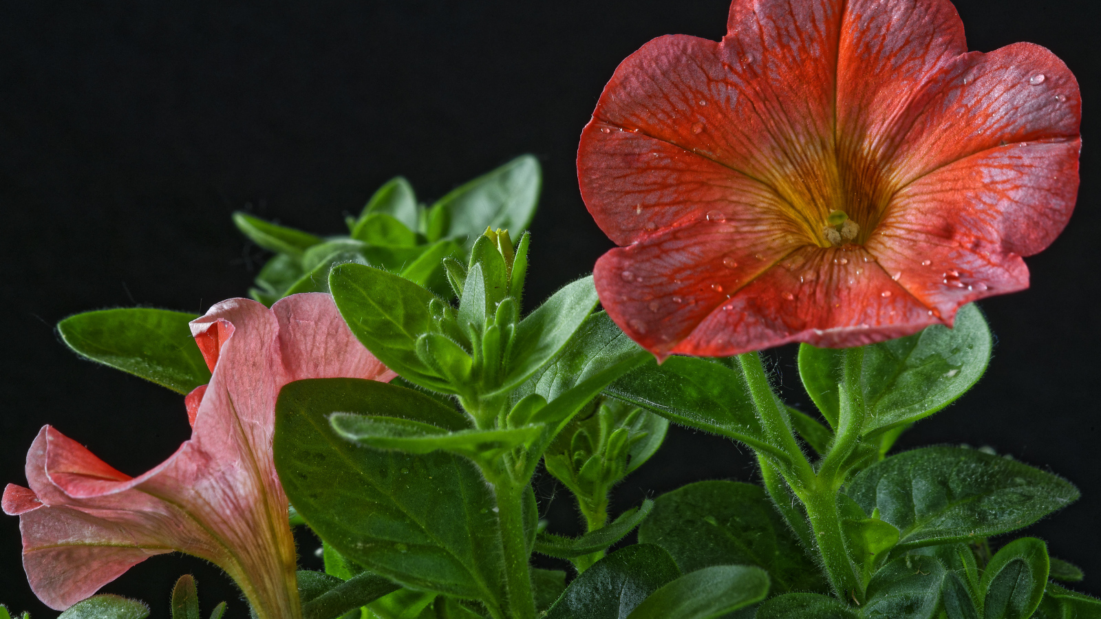 Красивая красная петуния с бутонами на черном фоне