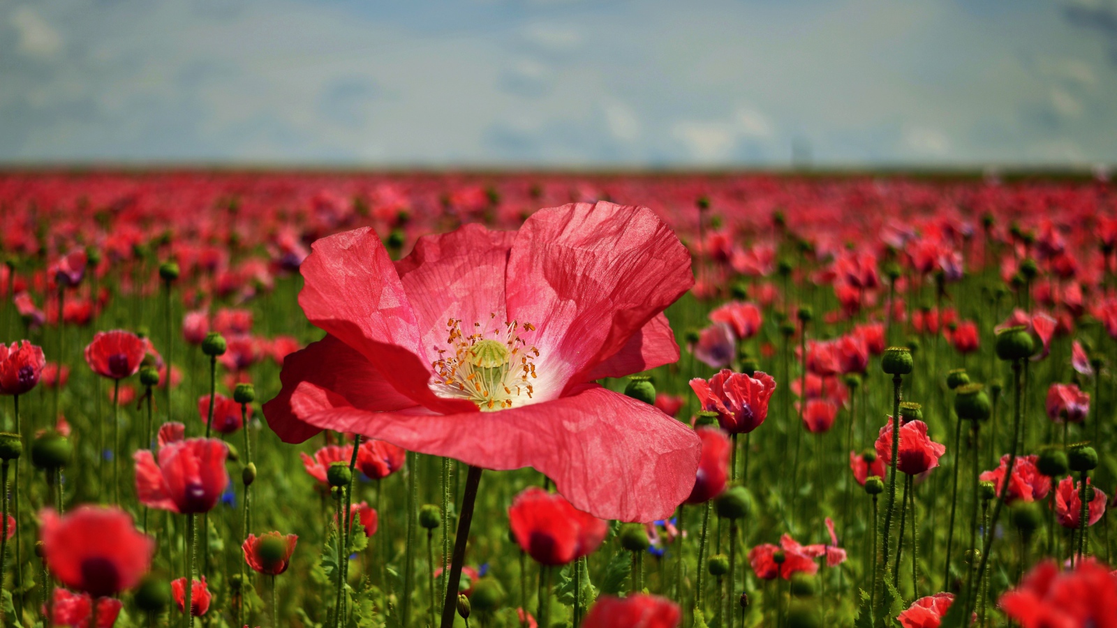 Красивый красный мак на поле крупным планом