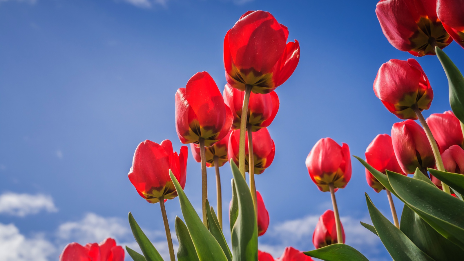 Красивые красные тюльпаны на фоне голубого неба 