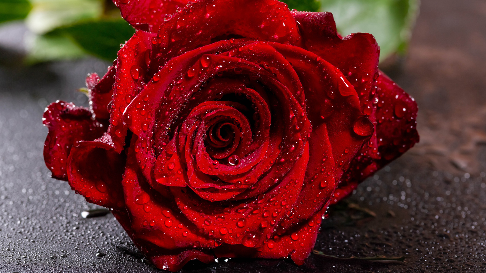 Красивая алая роза в каплях воды на асфальте