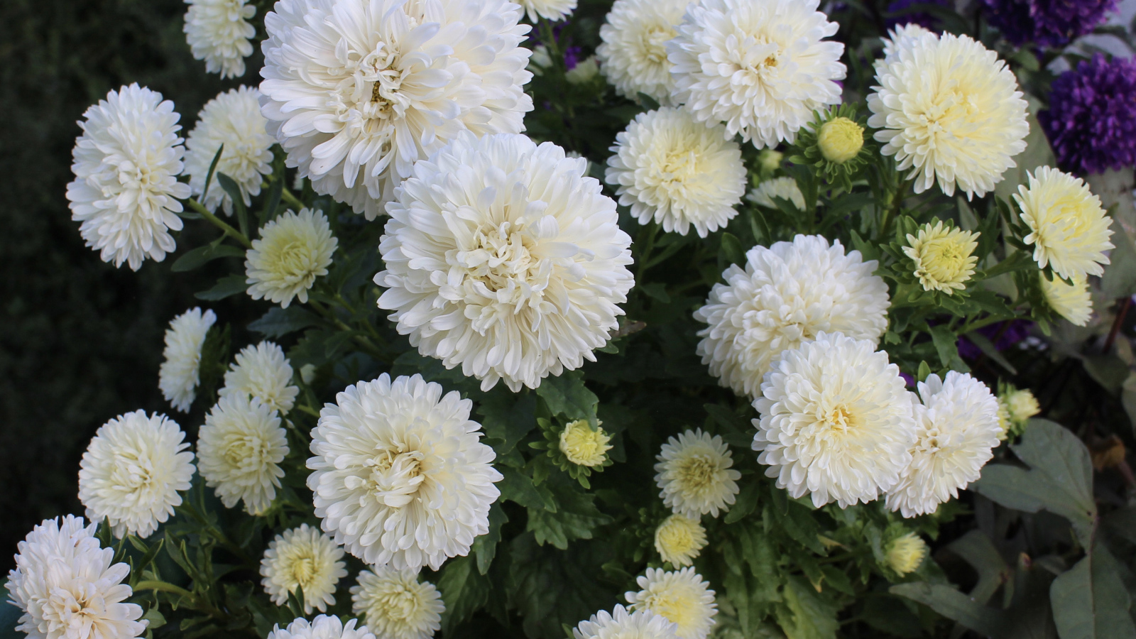 Красивые белые астры на клумбе 