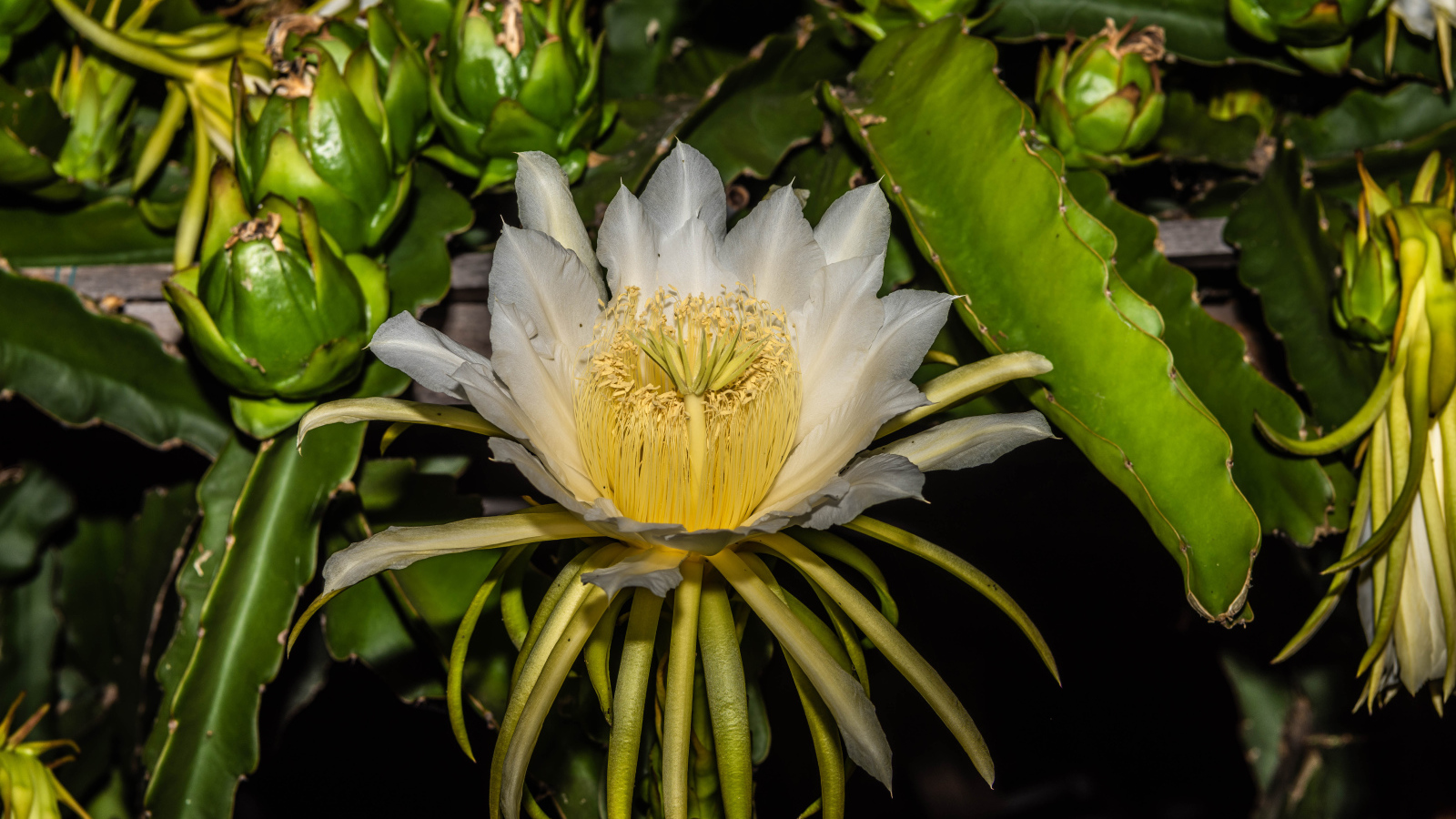 Красивый белый цветок кактуса крупным планом