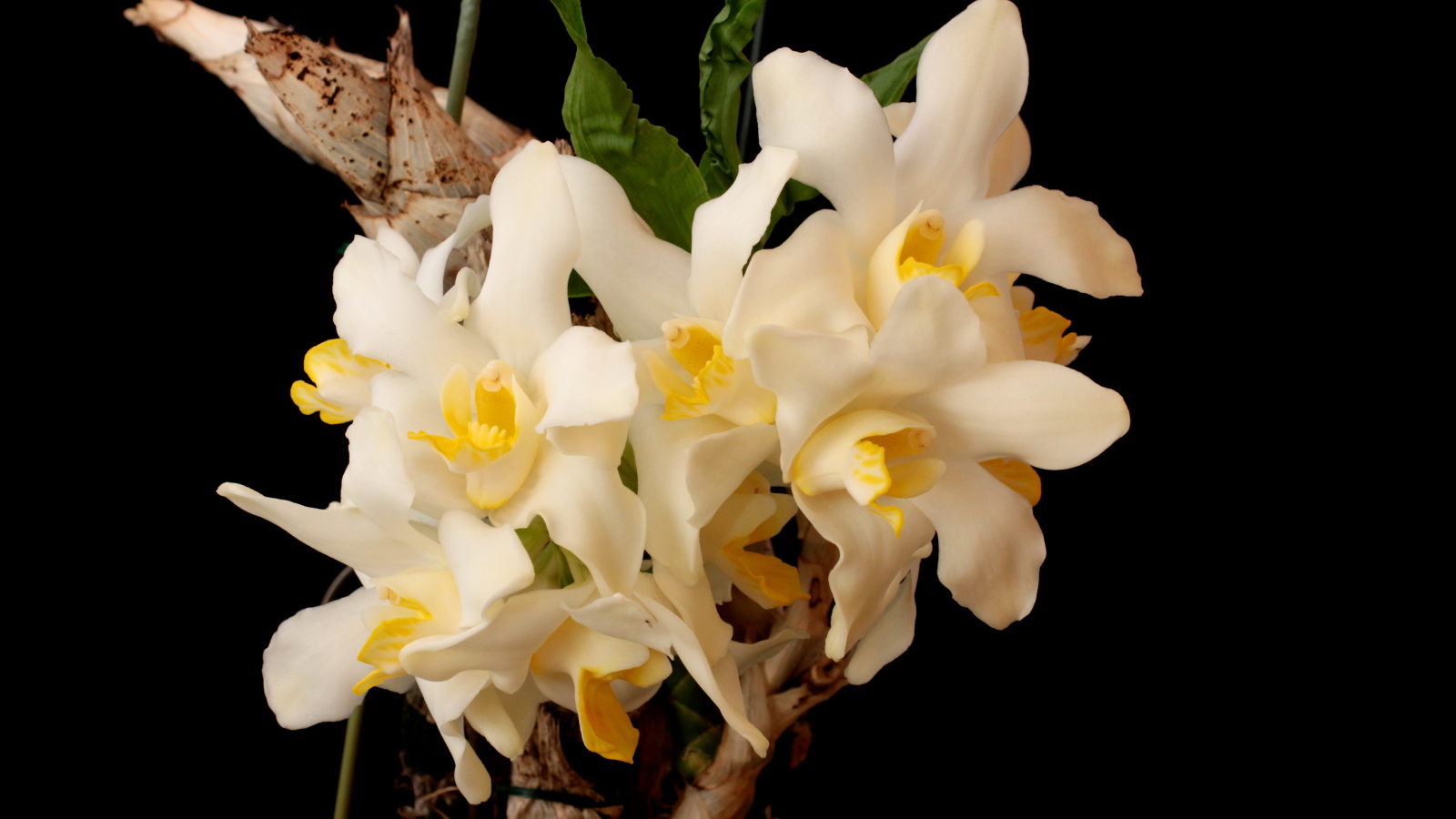 Красивые белые орхидеи с желтой серединкой на черном фоне