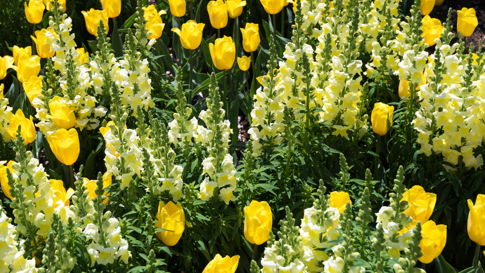 Красивые желтые цветы львиный зев и тюльпаны на клумбе 