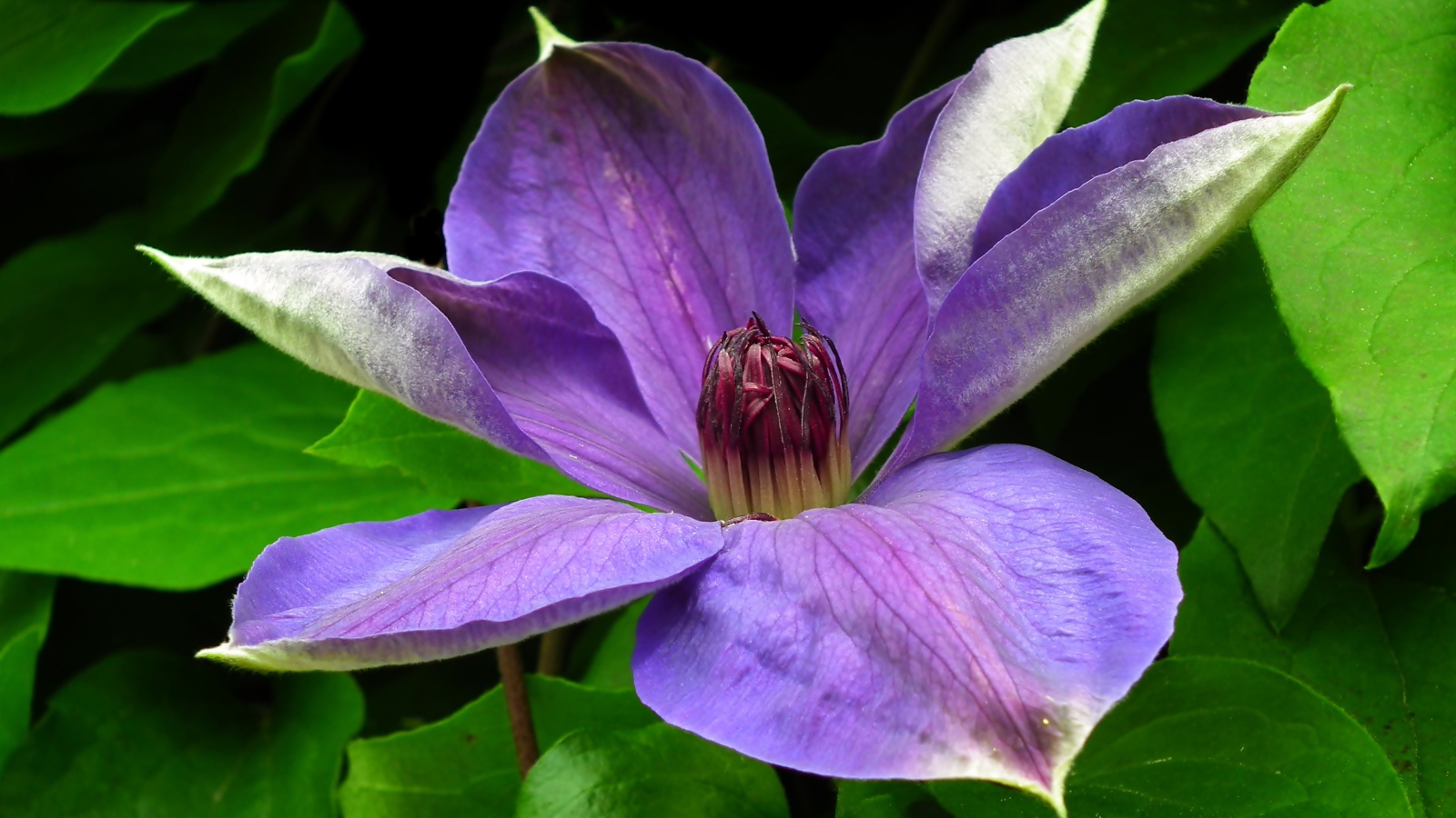 Большой красивый сиреневый цветок клематиса в зеленых листьях