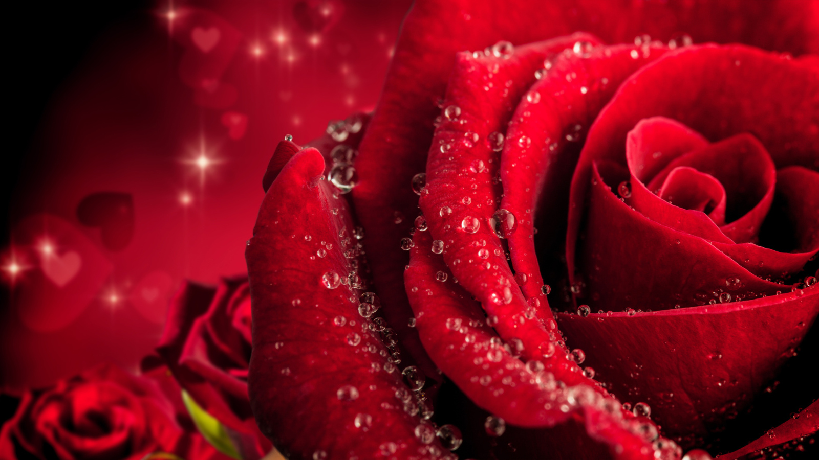 Большая крупная роза в каплях розы 