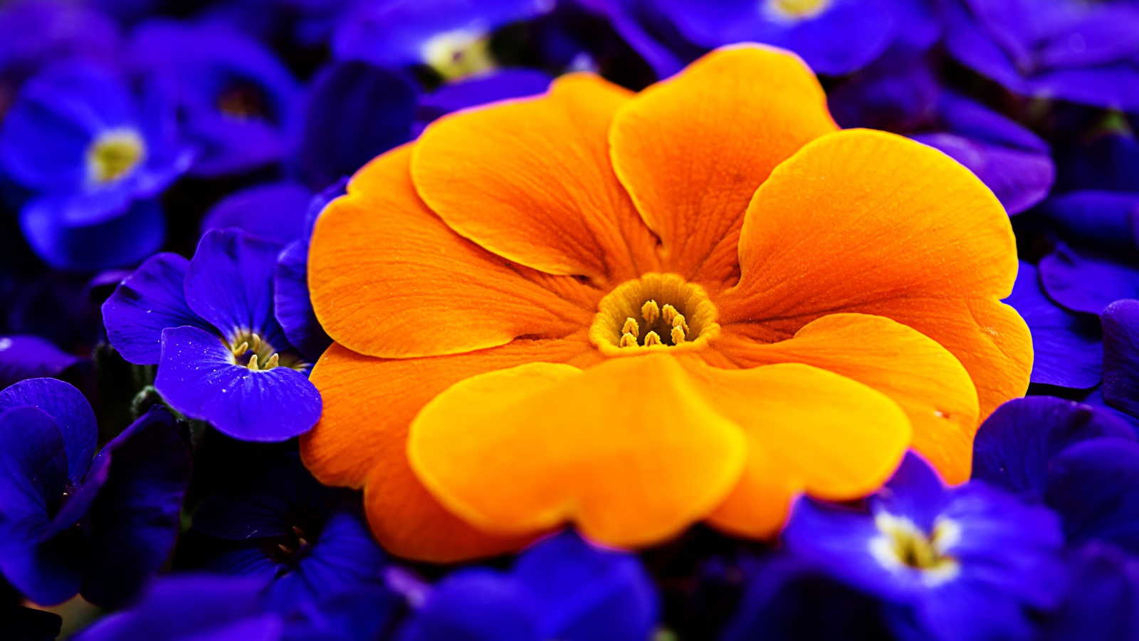 Big orange flower primrose among blue