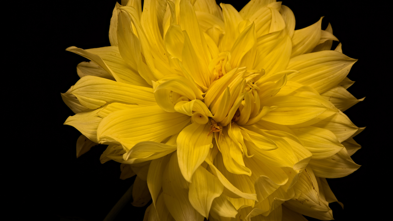 Большой желтый цветок георгины на черном фоне