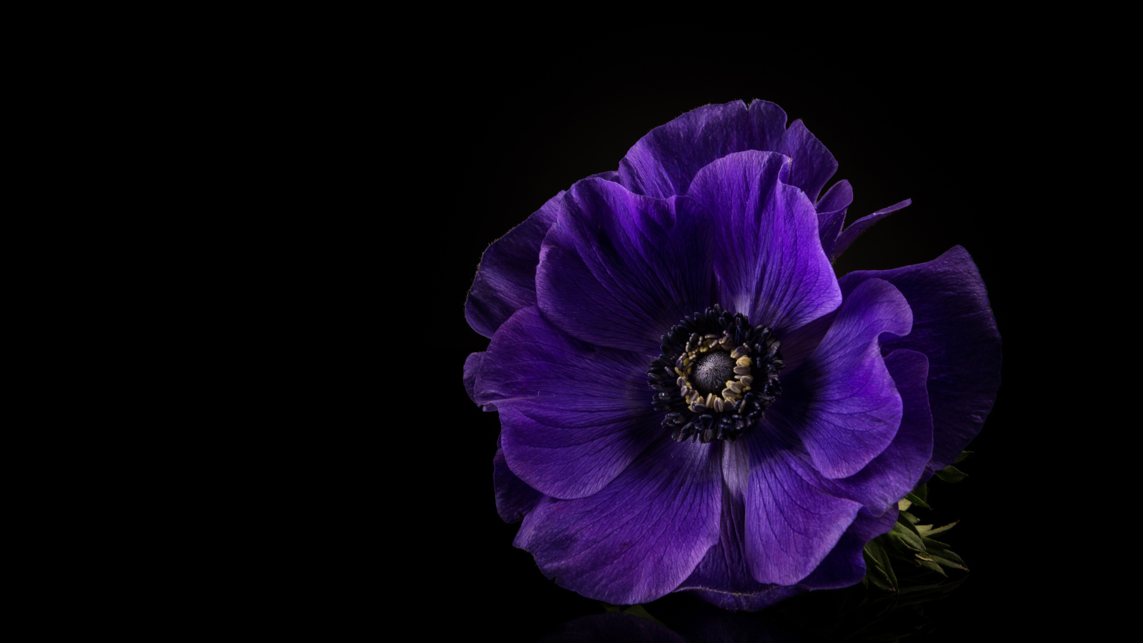 Синий цветок анемона на черном фоне крупным планом