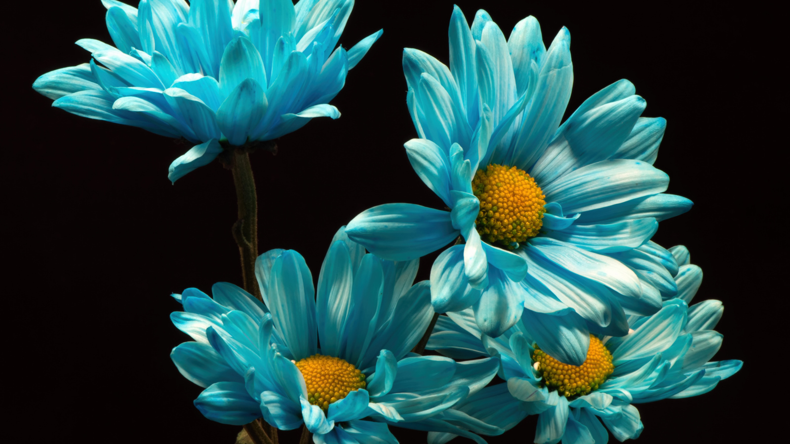 Синие хризантемы на черном фоне