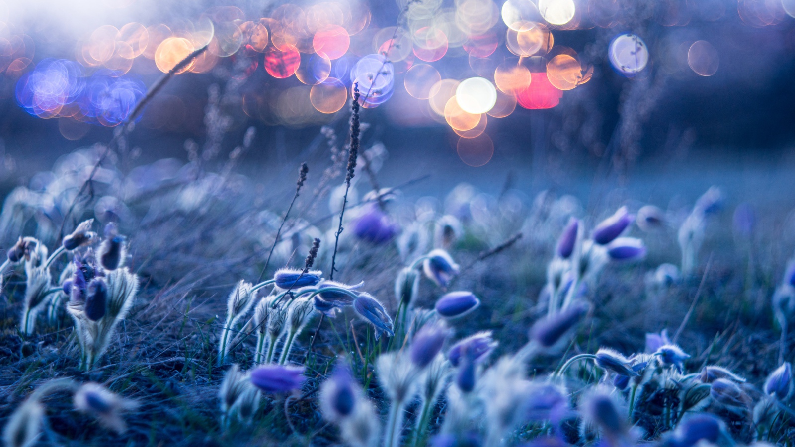 Голубые цветы прострела гнутся от ветра