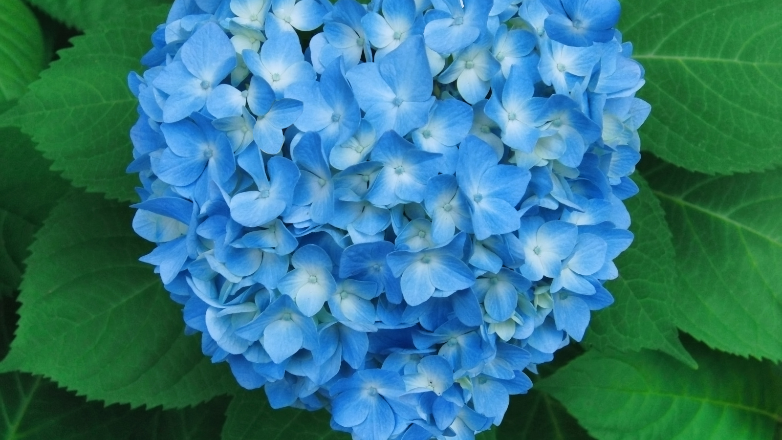 Голубой цветок гортензии в форме сердца в зеленых листьях 