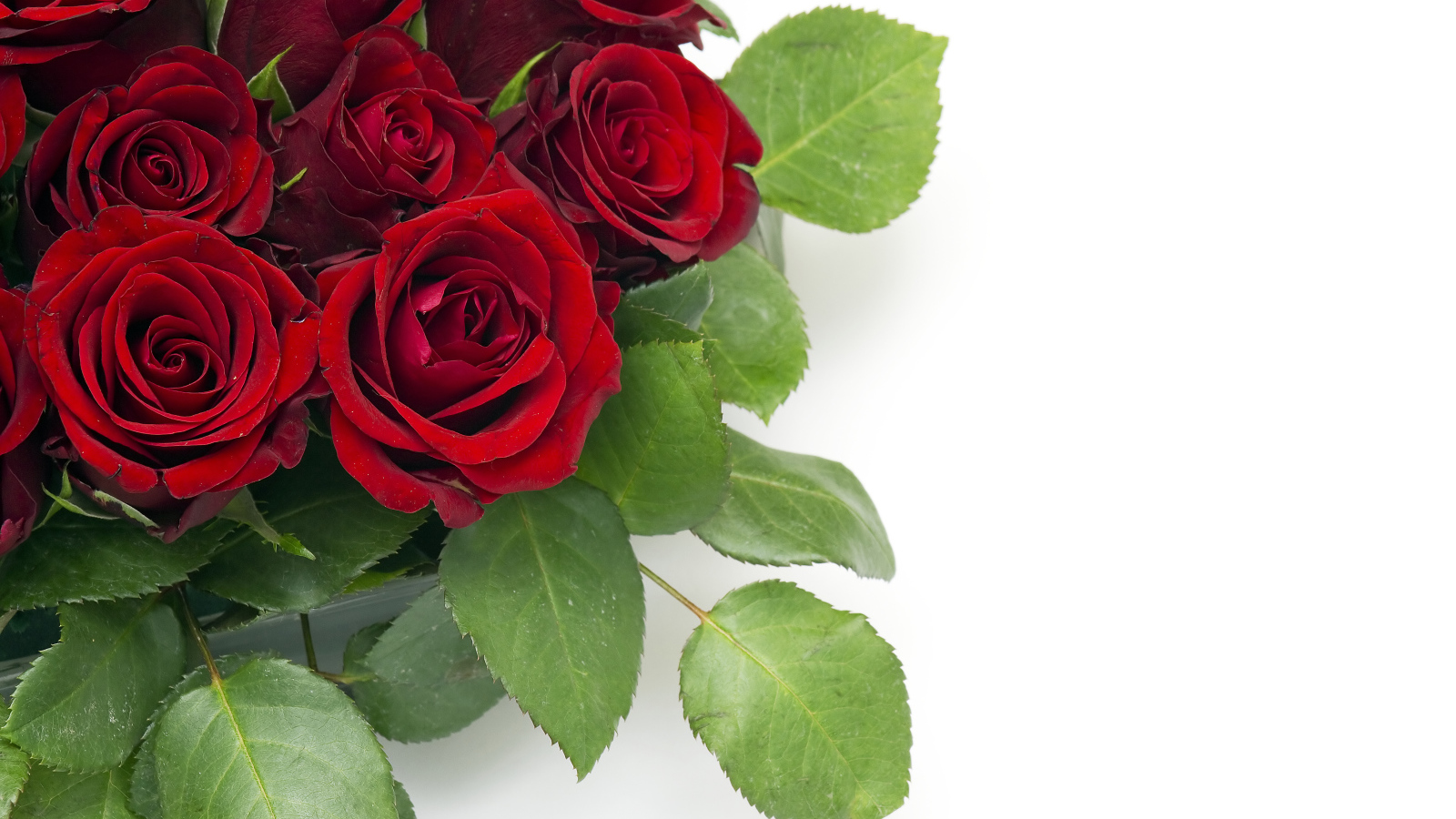 Букет красивых праздничных красных роз на белом фоне