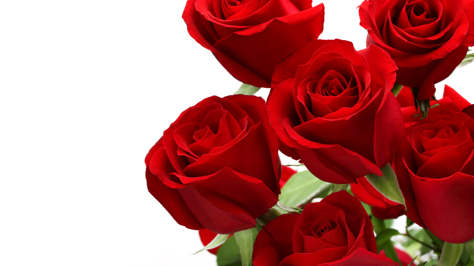 Букет красивых красных роз на белом фоне