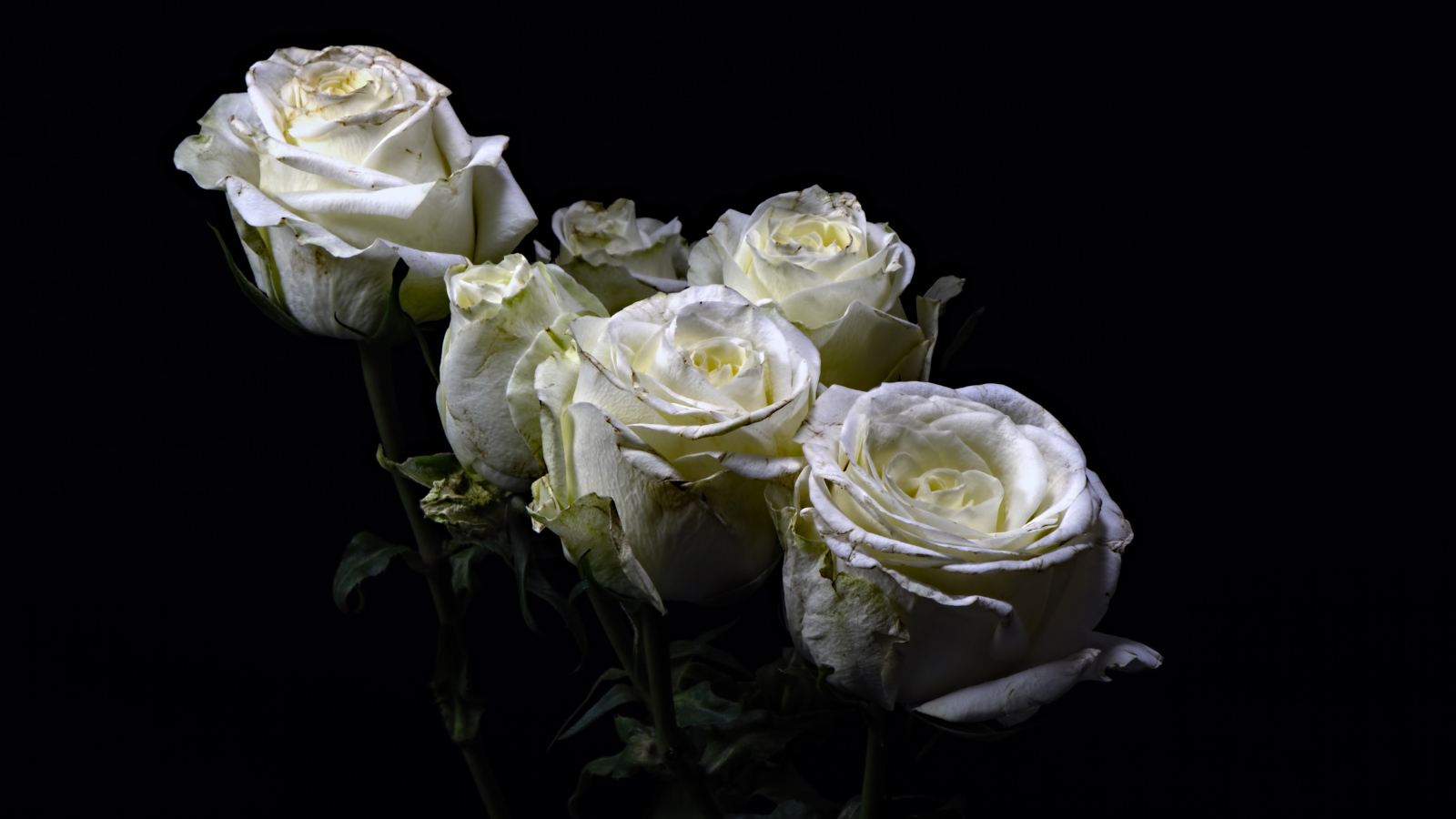 Букет белых роз на черном фоне