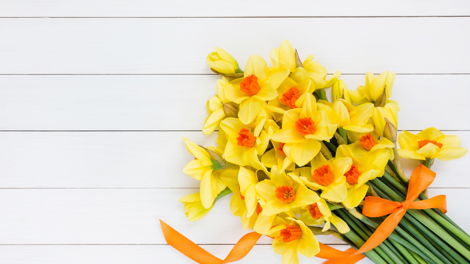 Букет желтых нарциссов с бантом на сером фоне