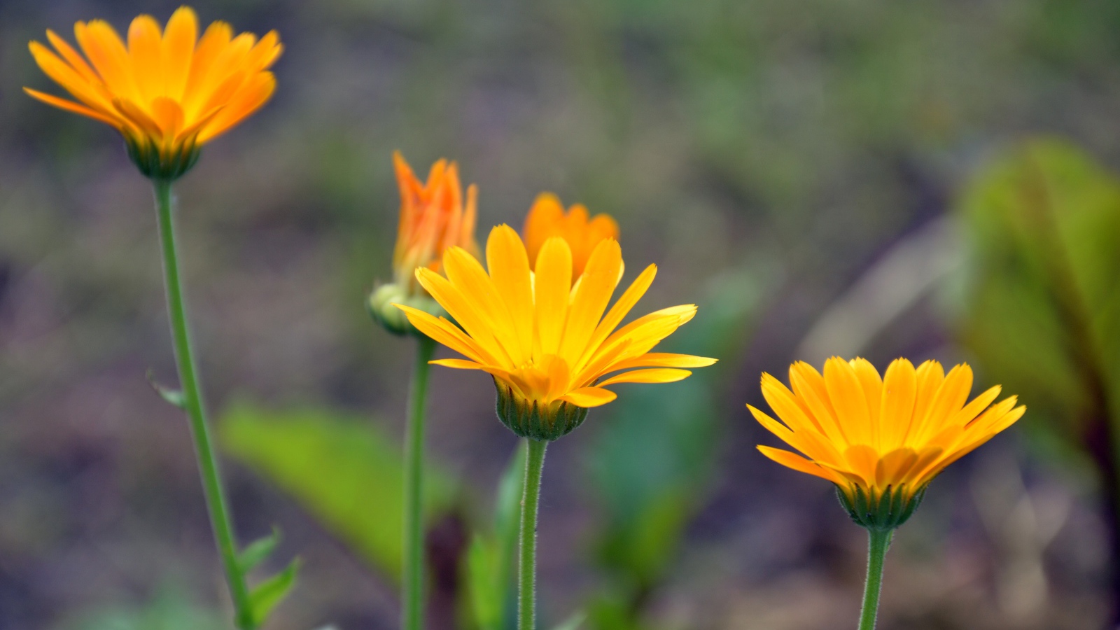 Яркие оранжевые цветы календулы 