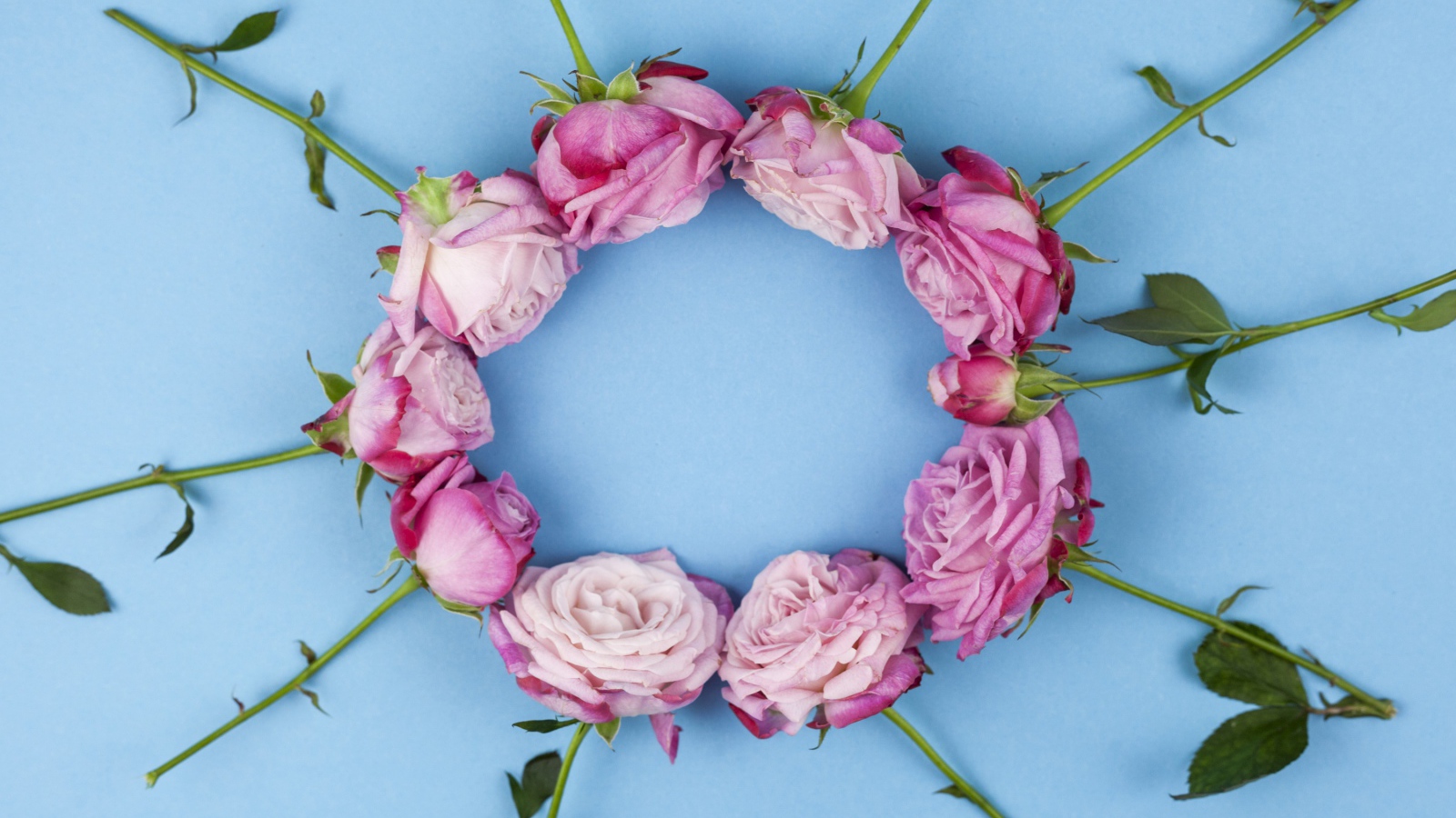 Круг из розовых роз на голубом фоне
