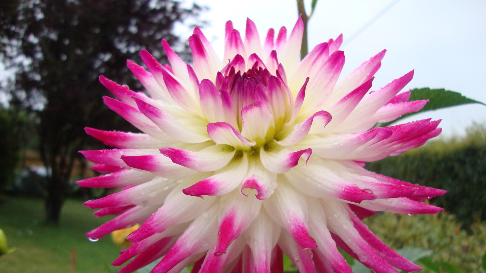 Цветок георгин с розово-белыми лепестками крупным планом