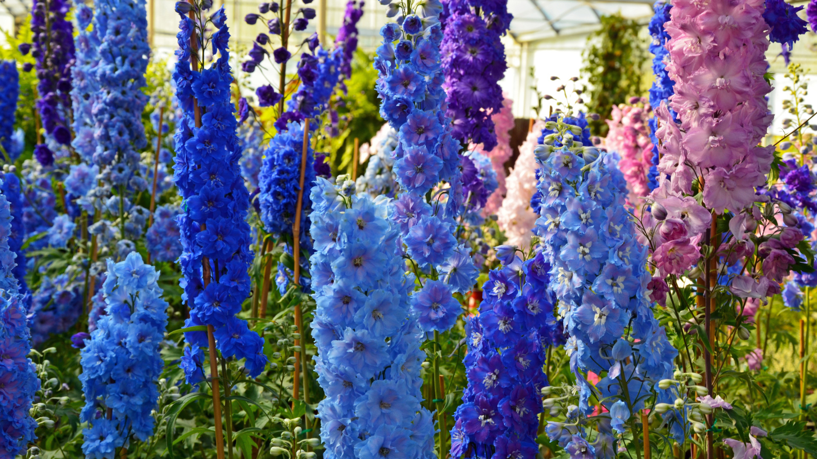 Разноцветные цветы дельфиниум в оранжерее
