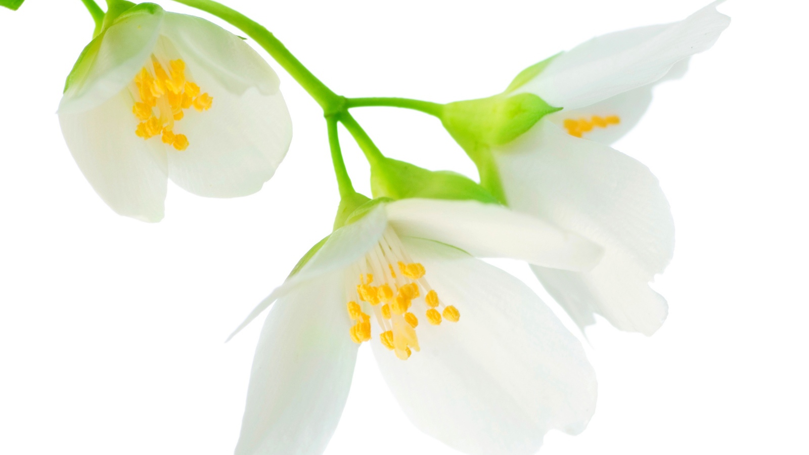 Нежные белые цветы жасмина на белом фоне крупным планом