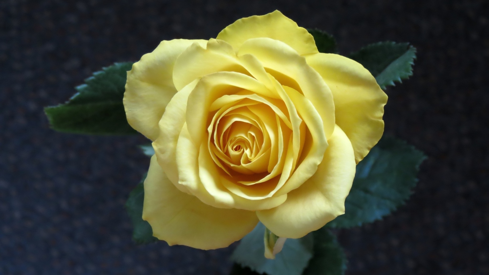 Нежная желтая роза вид сверху крупным планом